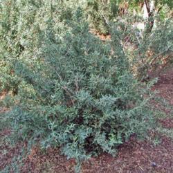 Location: in my garden in Oklahoma City
Date: 5-20-2001
Agarita (Berberis trifoliolata)