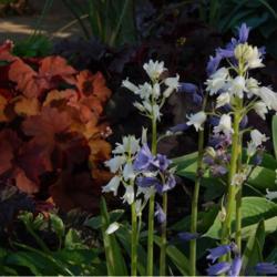 Location: in my garden in Oklahoma City
Date: 4-22-2020
White Spanish Bluebell (Hyacinthoides hispanica 'Alba')