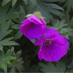 Location: in my garden in Oklahoma City
Date: 4-29-2020
Hardy Geranium (Geranium sanguineum 'Alpenglow')