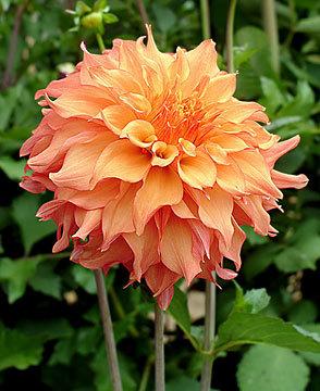 Photo of Dahlia 'Blown Dry' uploaded by Calif_Sue