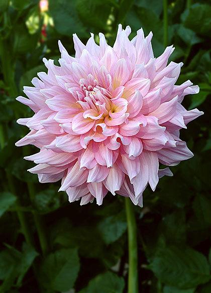 Photo of Dahlia 'Kidd's Climax' uploaded by Calif_Sue