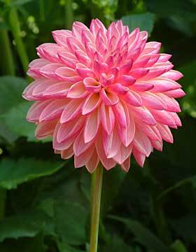 Photo of Dahlia 'Valley Porcupine' uploaded by Calif_Sue
