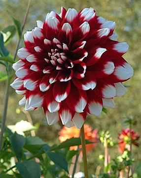 Photo of Dahlia 'Duet' uploaded by Calif_Sue
