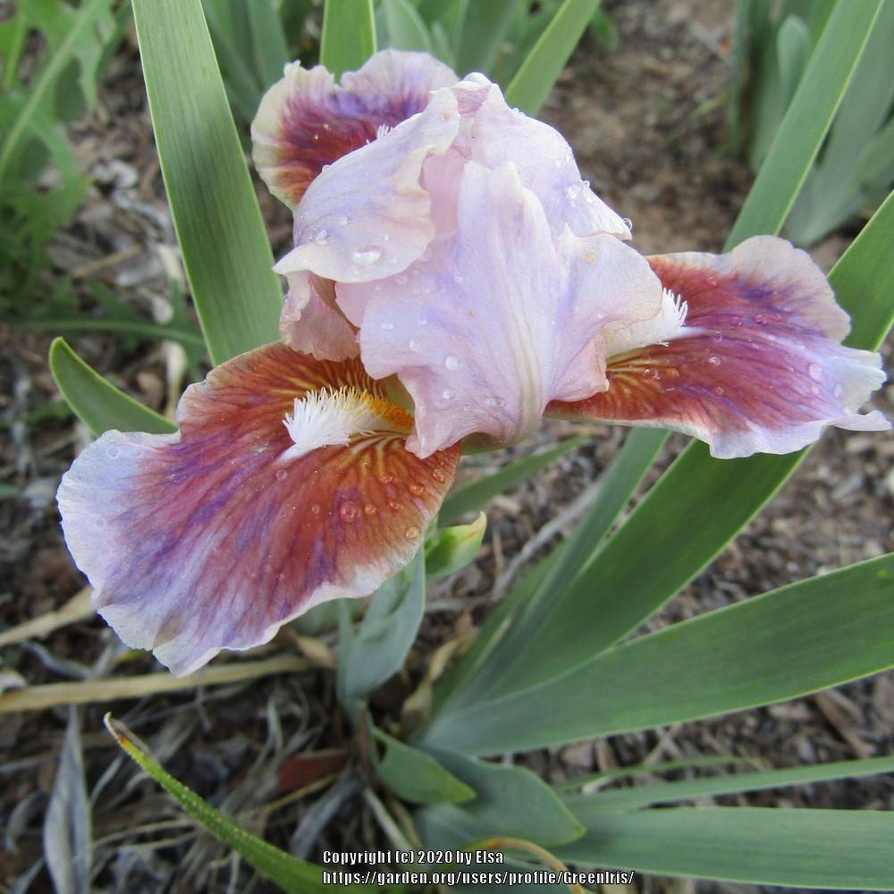 Photo of Standard Dwarf Bearded Iris (Iris 'Alamo Joe') uploaded by GreenIris