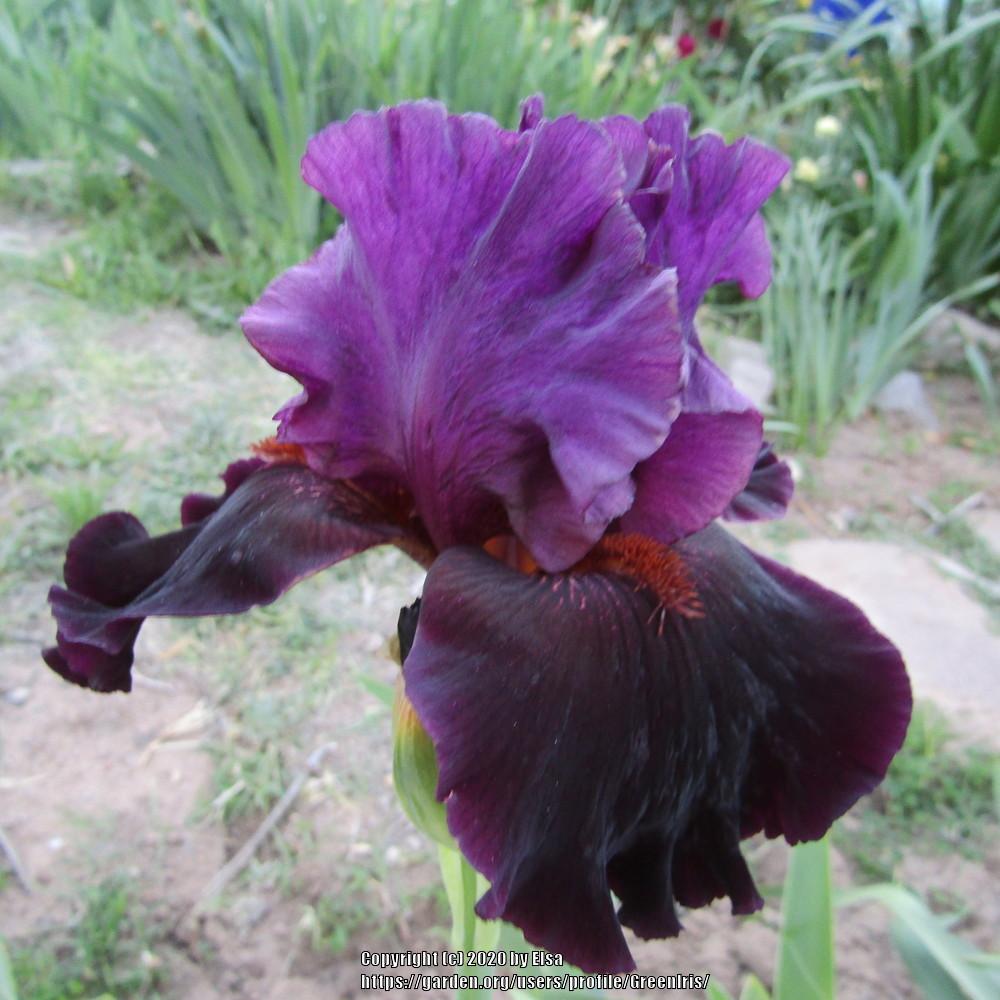 Photo of Tall Bearded Iris (Iris 'Crimson Lights') uploaded by GreenIris