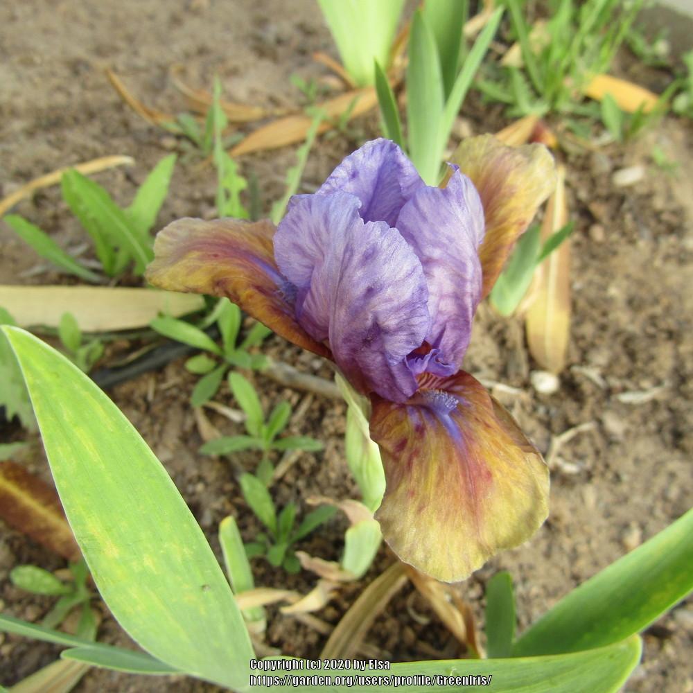 Photo of Standard Dwarf Bearded Iris (Iris 'What Again') uploaded by GreenIris