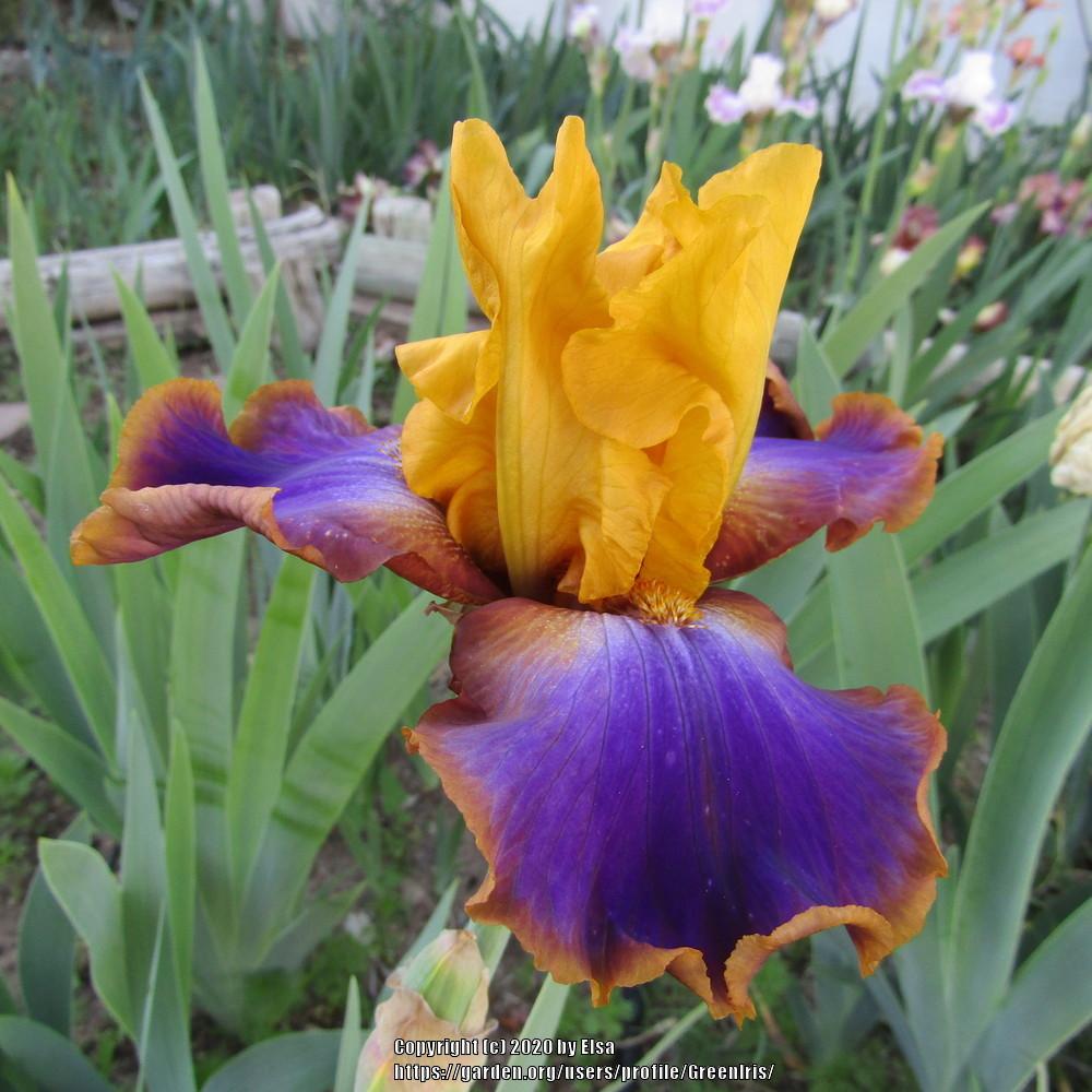 Photo of Tall Bearded Iris (Iris 'Crooked Little Smile') uploaded by GreenIris
