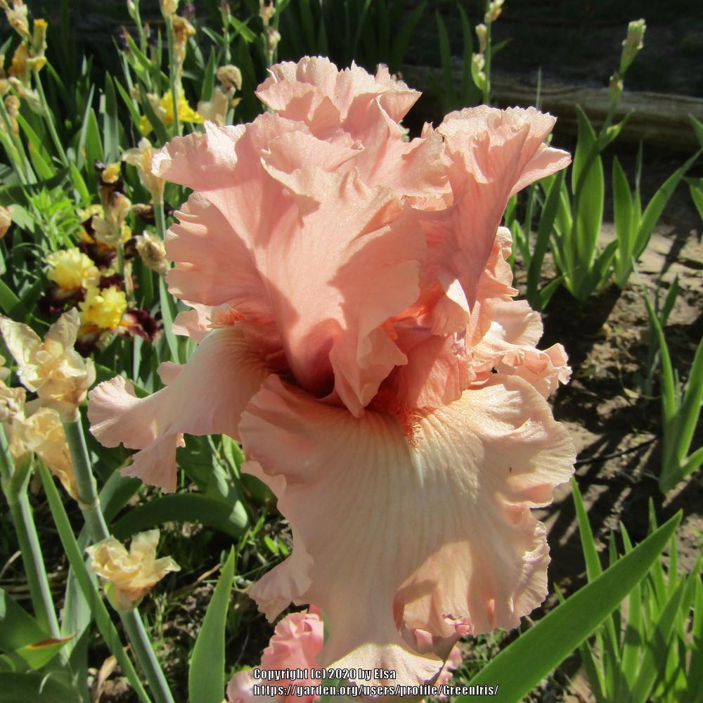 Photo of Tall Bearded Iris (Iris 'Strawberry Shake') uploaded by GreenIris