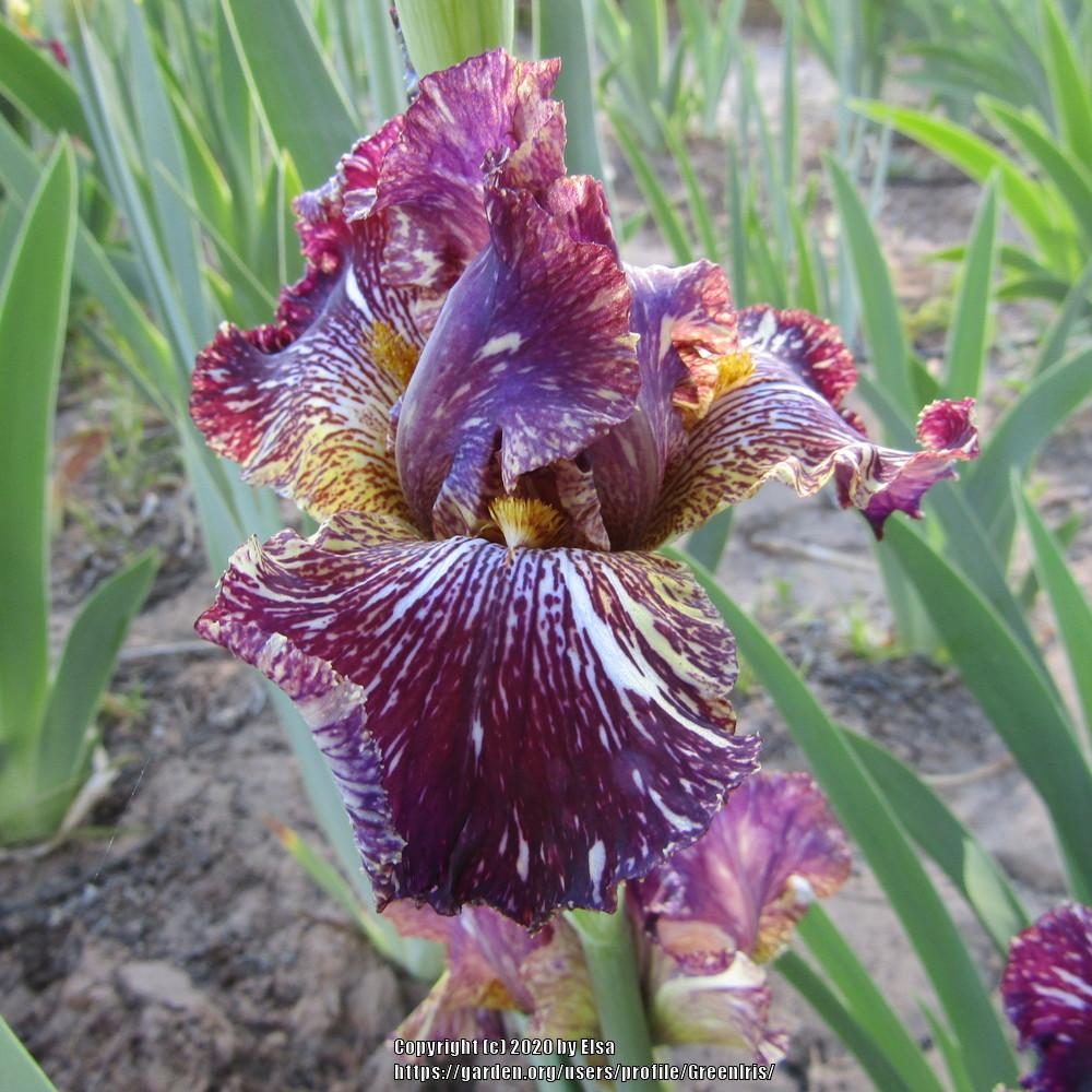 Photo of Tall Bearded Iris (Iris 'Bewilderbeast') uploaded by GreenIris