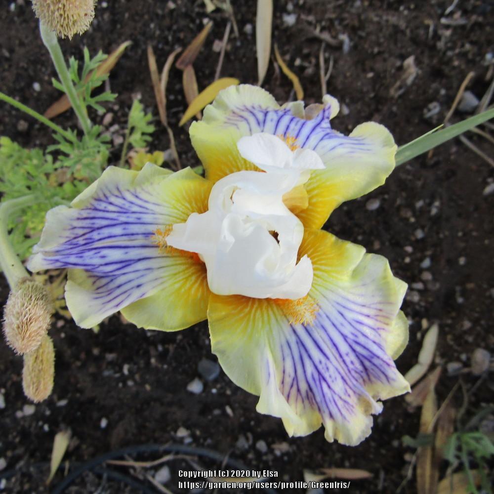 Photo of Tall Bearded Iris (Iris 'Exposé') uploaded by GreenIris