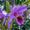 Cattleya Percivaliana - the petals of this beautiful orchid have 