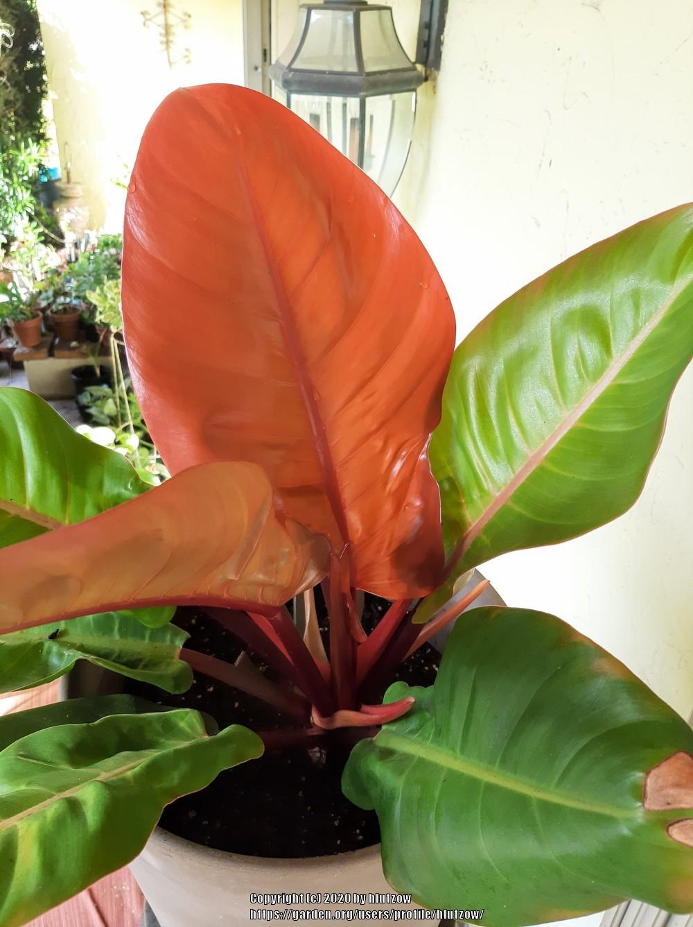 Photo of Philodendron 'Prince of Orange' uploaded by hlutzow