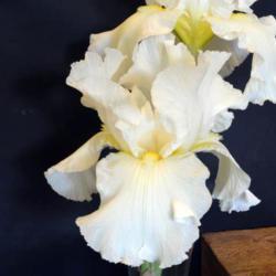Location: in my friend's garden in Oklahoma City
Date: 11
Species Iris (Iris germanica 'Alba')