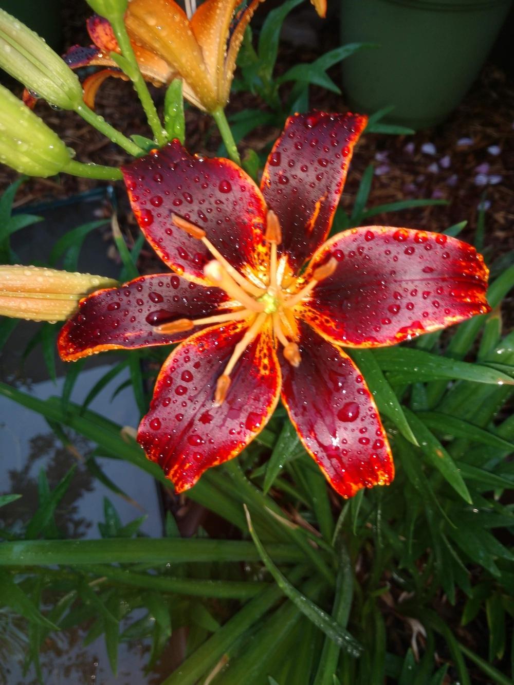 Photo of Asiatic Lily (Lilium 'Forever Susan') uploaded by Daisysdaughter