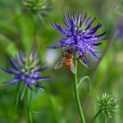 Location: my garden, Utah
Date: 2020-05-26
#pollination