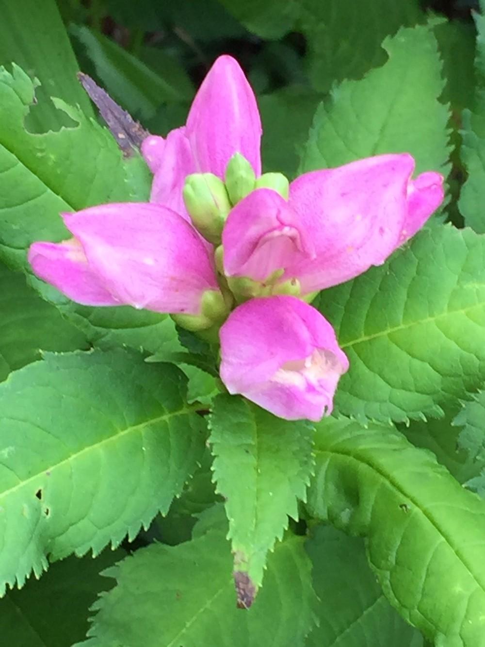 Photo of Pink Turtlehead (Chelone lyonii) uploaded by gregnc