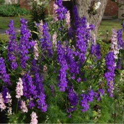 Location: in my friend's garden in Oklahoma City
Date: 05-27-2020
Rocket Larkspur (Consolida ajacis 'Giant Imperial Mix')