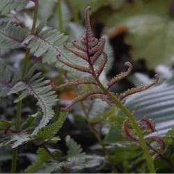 Location: in my friend's garden in Oklahoma City
Date: 07-02-2020
Japanese Painted Fern (Anisocampium niponicum 'Regal Red')