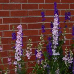 Location: in my friend's garden in Oklahoma City
Date: 07-05-2020
Rocket Larkspur (Consolida ajacis 'Giant Imperial Mix')