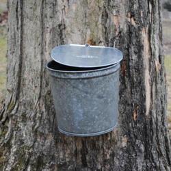 Location: Tyler Arboretum in southeast Pennsylvania
Date: 2012-02-15
maple syrup bucket collecting syrup