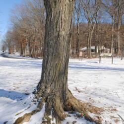 Location: Marsh Creek Lake Park in Eagle, Pennsylvania
Date: 2018-01-18
mature trunk in winter