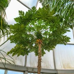 Location: Conservatory, Hidden Lake Gardens, Michigan
Date: 2018-01-26
Caricaceae:  Carica papaya - growing happily in a small domed con