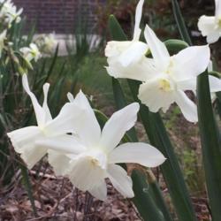 Location: Durham, NC
Date: 03/29/2018
Purchased from Brent and Becky's Bulbs