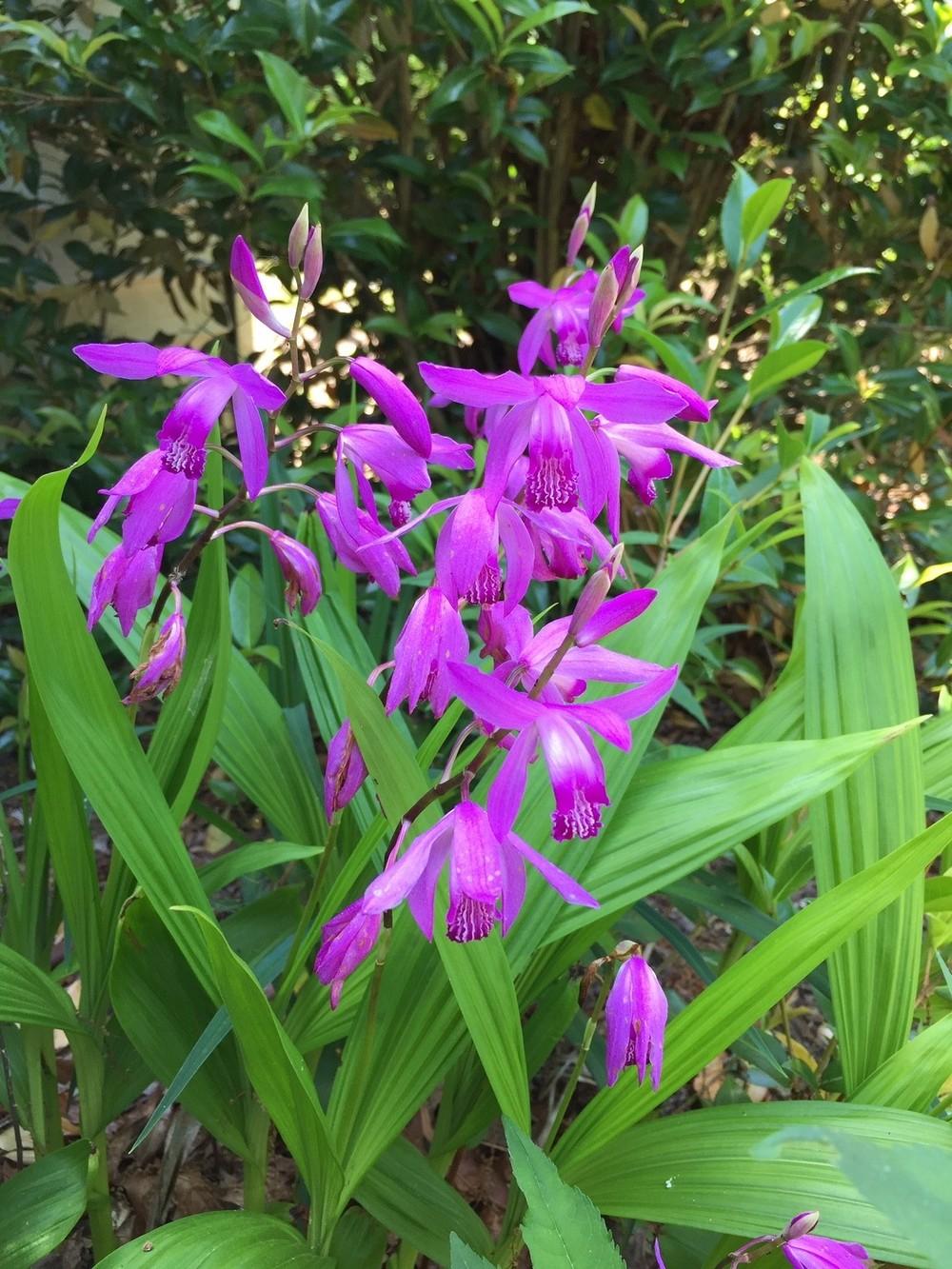 Photo of Chinese Ground Orchid (Bletilla striata) uploaded by gregnc