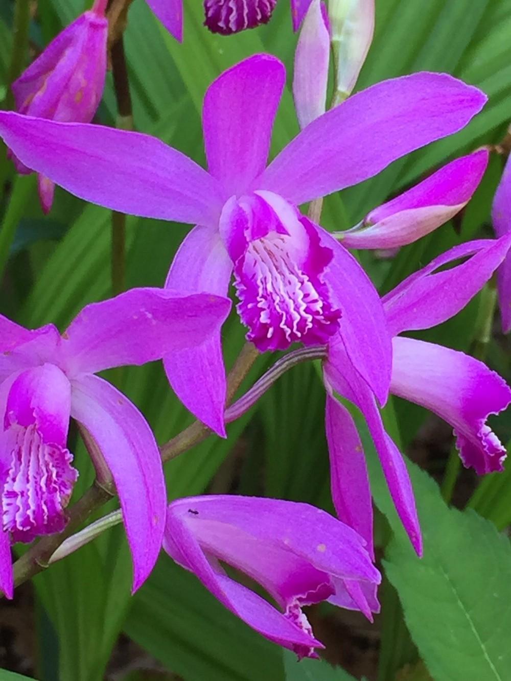 Photo of Chinese Ground Orchid (Bletilla striata) uploaded by gregnc