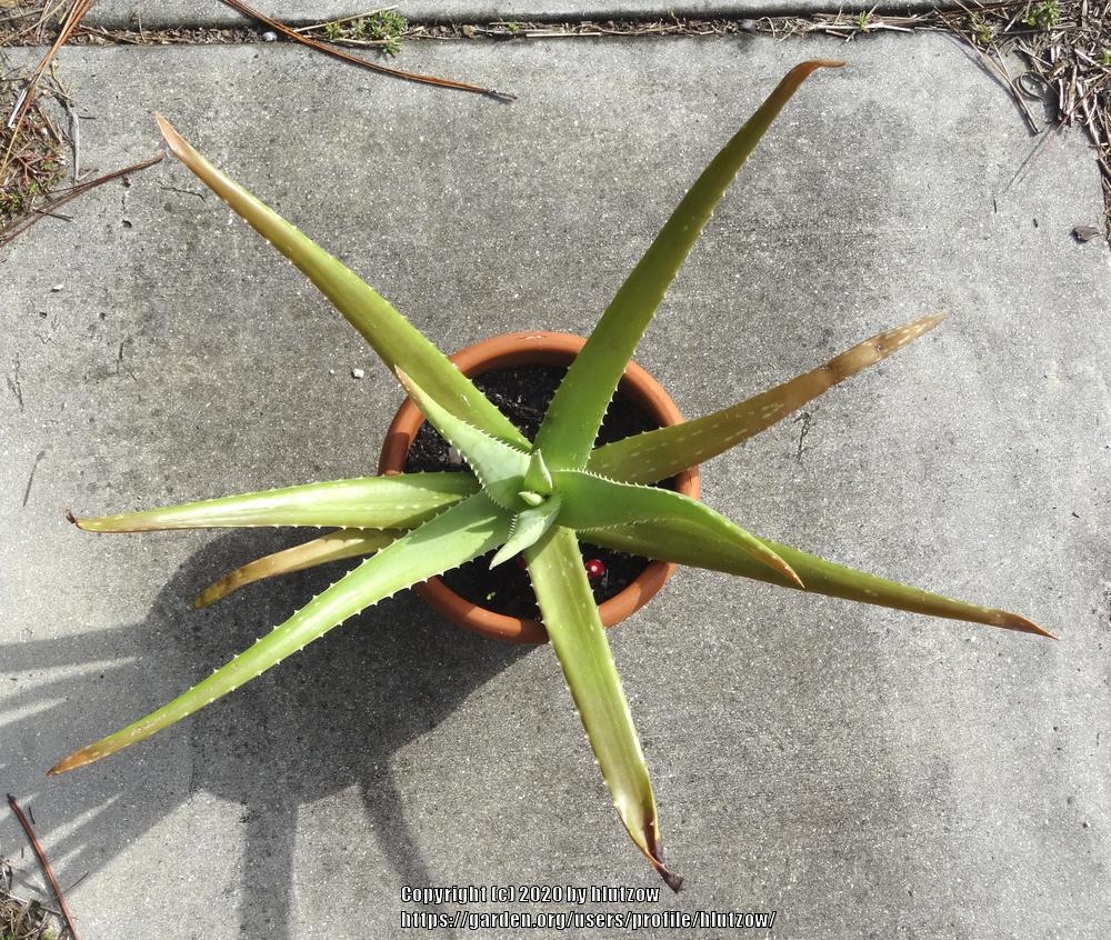 Photo of Aloe Vera (Aloe vera) uploaded by hlutzow