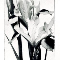 
Date: c. 1922
photo by Hoog from 'Les Iris cultivés', 1923