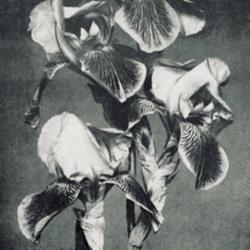 
Date: c. 1922
photo by S. Mottet from 'Les Iris cultivés', 1923