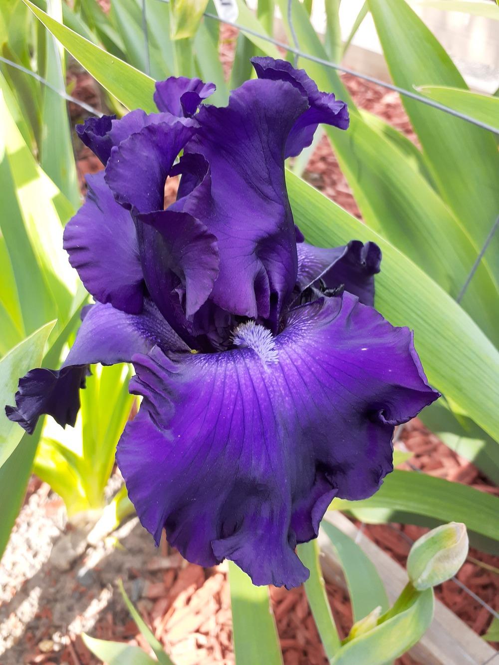 Photo of Tall Bearded Iris (Iris 'Larry Gaulter') uploaded by PaulaHocking