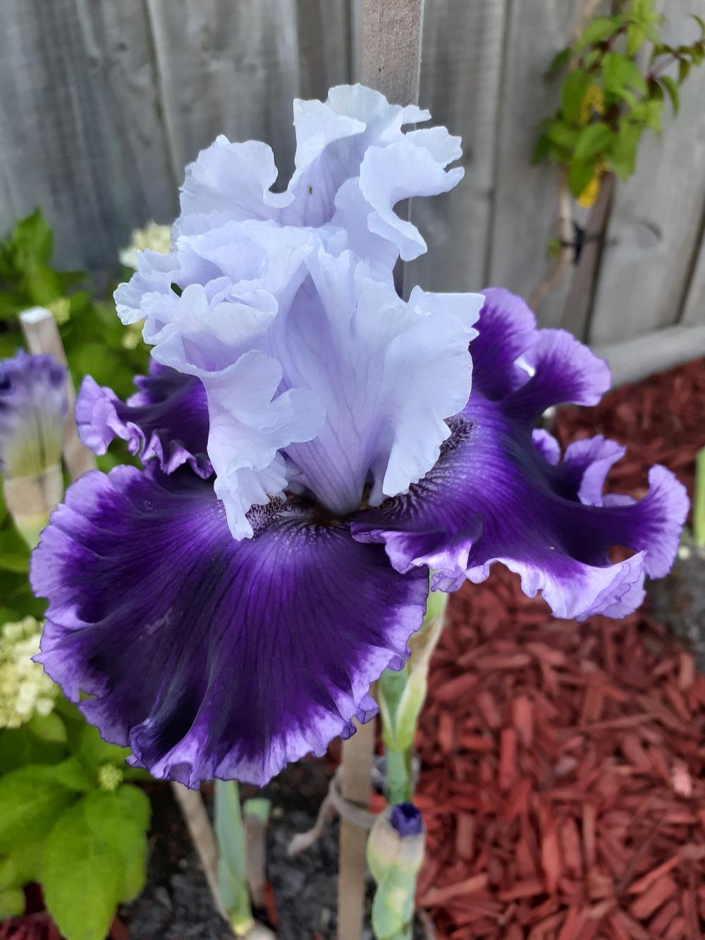 Photo of Tall Bearded Iris (Iris 'Glamorama') uploaded by PaulaHocking