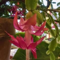 Location: Conservatory, Hidden Lake Gardens, Michigan
Date: 2018-01-26
Schlumbergera truncata - A bloom for the spirit of the season