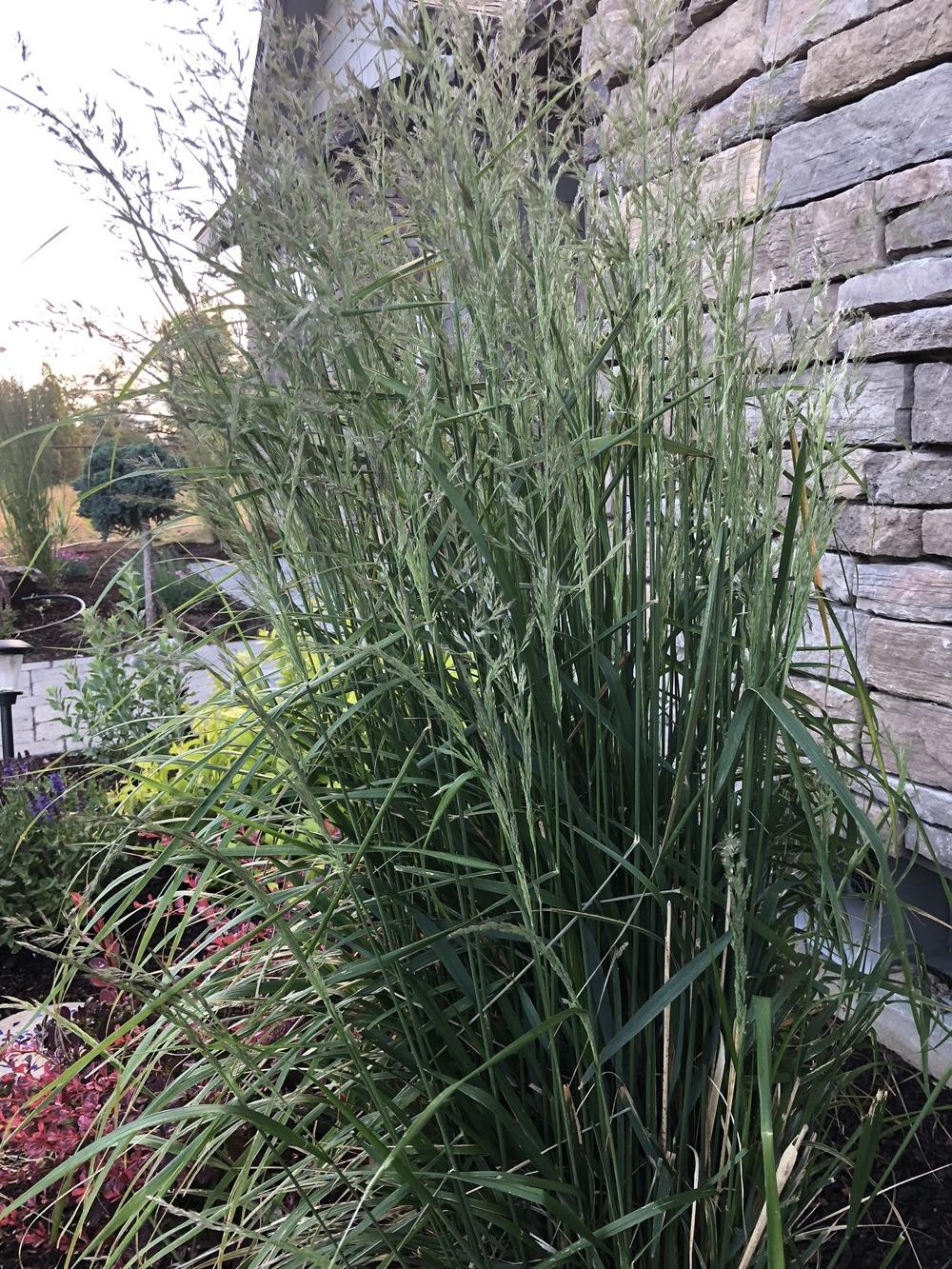 Photo of Feather Reed Grass (Calamagrostis x acutiflora 'Karl Foerster') uploaded by SassyBluejay