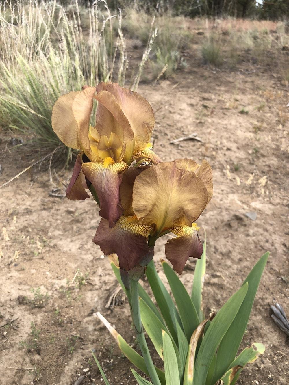Photo of Irises (Iris) uploaded by SassyBluejay