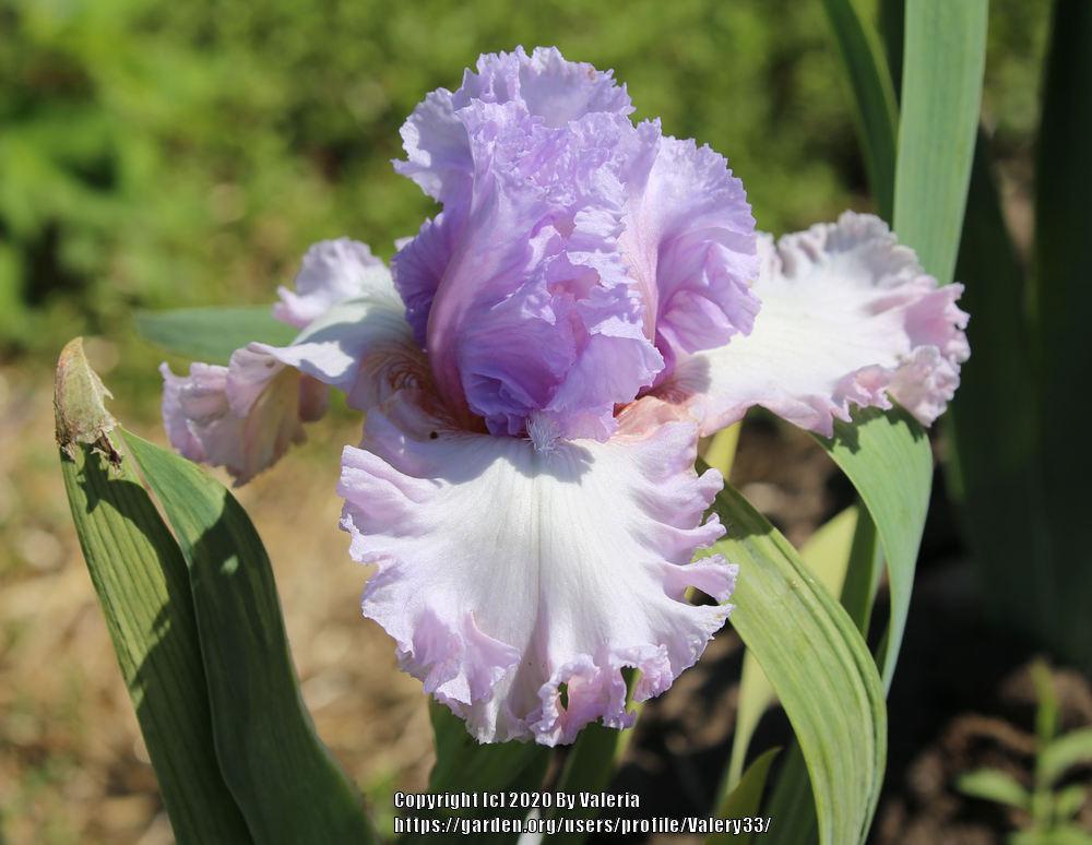 Photo of Tall Bearded Iris (Iris 'Magical Moment') uploaded by Valery33