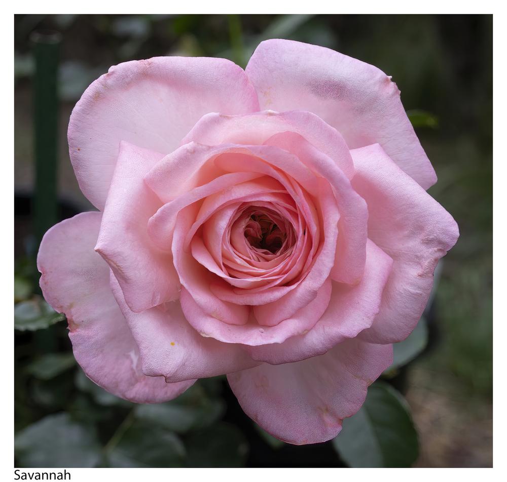 Photo of Rose (Rosa 'Savannah') uploaded by kohala