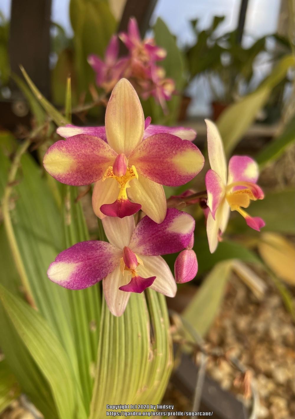 Photo of Philippine Ground Orchid (Spathoglottis plicata) uploaded by sugarcane