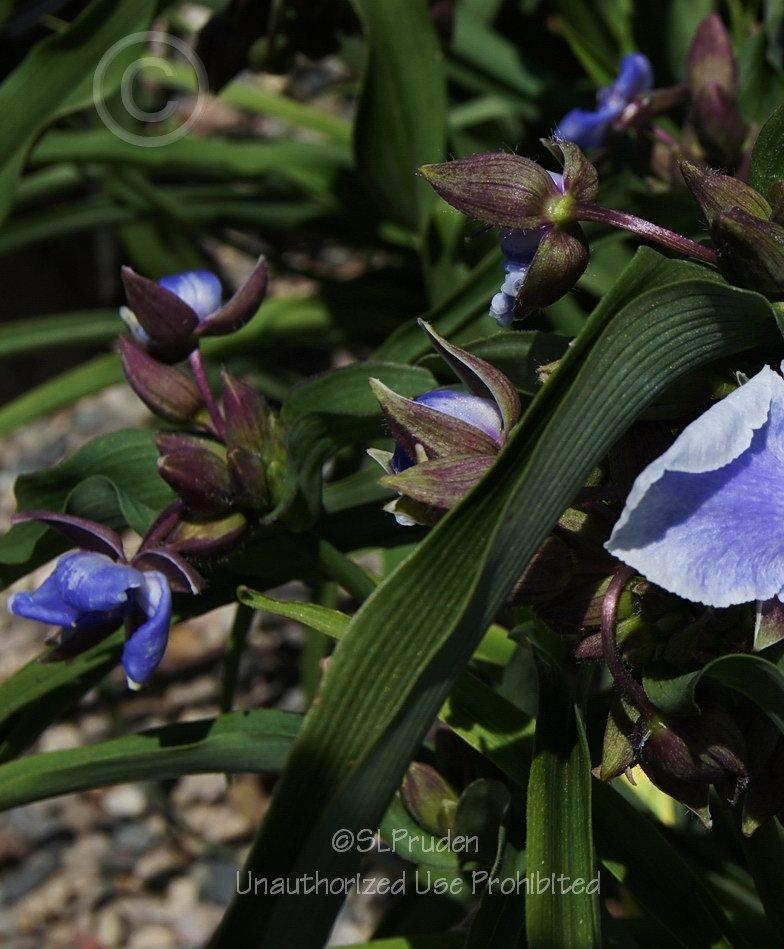 Photo of Tradescantia (Andersoniana Group) (Tradescantia 'Blueberry Sundae') uploaded by DaylilySLP