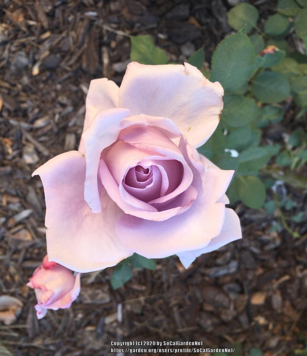 Photo of Rose (Rosa 'Koelner Karneval') uploaded by SoCalGardenNut