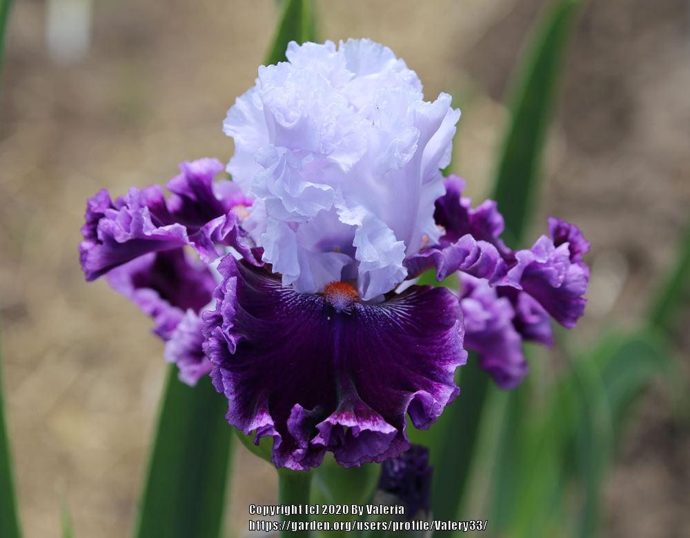 Photo of Tall Bearded Iris (Iris 'Ten All Round') uploaded by Valery33