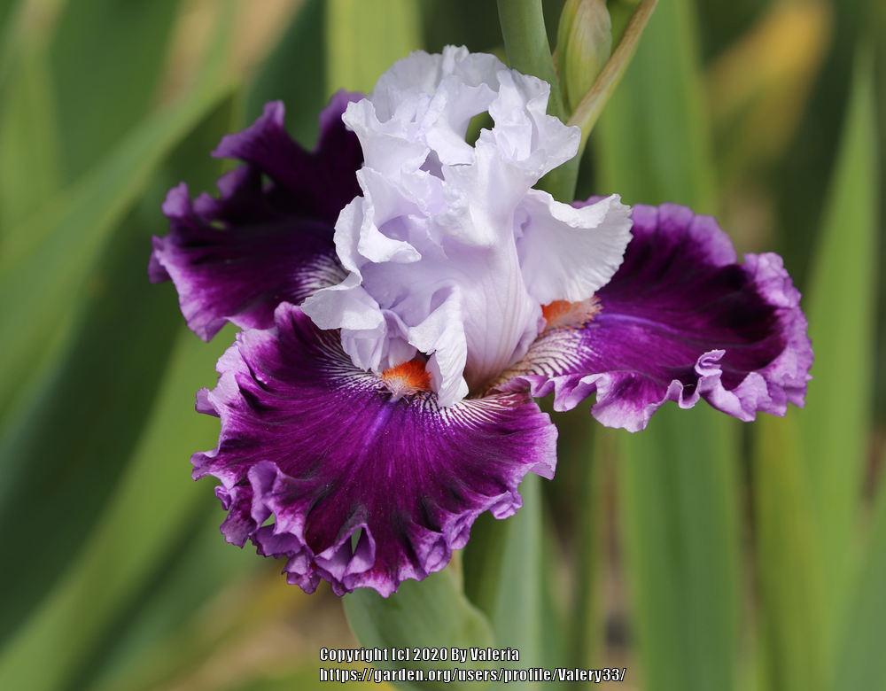 Photo of Tall Bearded Iris (Iris 'Ten All Round') uploaded by Valery33
