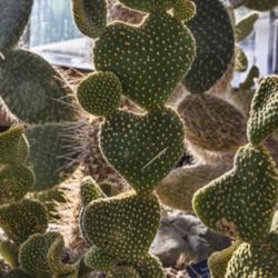 Location: Conservatory, Matthaei Botanical Gardens, Ann Arbor
Date: 2014-02-12
Opuntia microdasys - Paddles of this cactus take many unusual sha