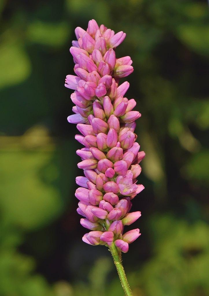 Photo of Spotted Lady's Thumb (Persicaria maculosa) uploaded by robertduval14