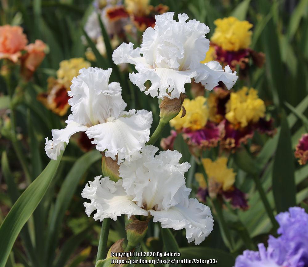 Photo of Tall Bearded Iris (Iris 'My Beloved') uploaded by Valery33