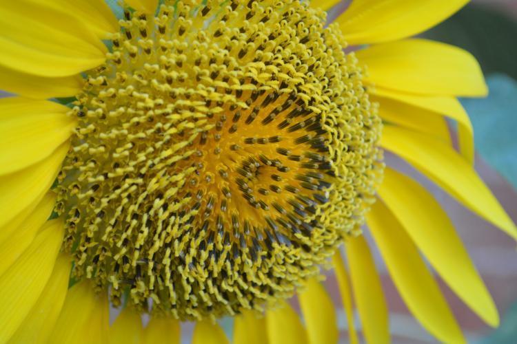 Photo of Sunflowers (Helianthus annuus) uploaded by jathton