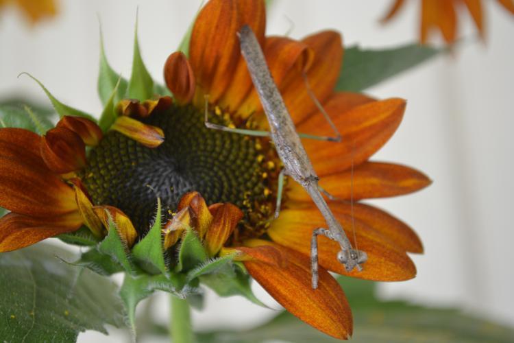 Photo of Sunflowers (Helianthus annuus) uploaded by jathton