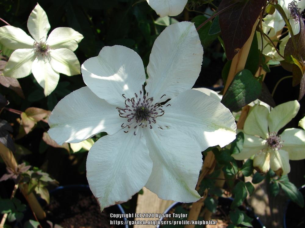 Photo of Clematis (Clematis florida Pistachio™) uploaded by kniphofia